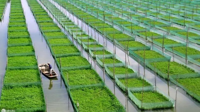 果蔬配送规格标准：保障品质，提升效率