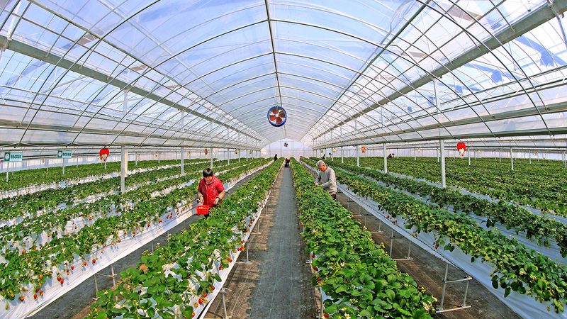农村种植项目：前景广阔，关键在于科学管理