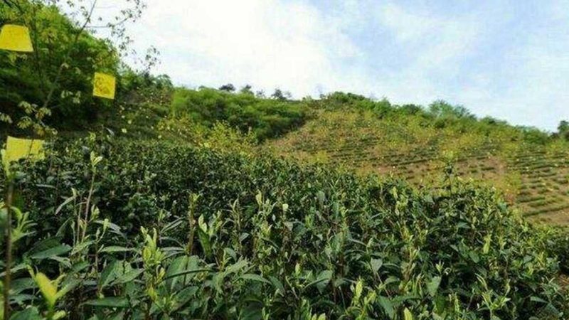 河南农资批发基地：物流配送流程解析**