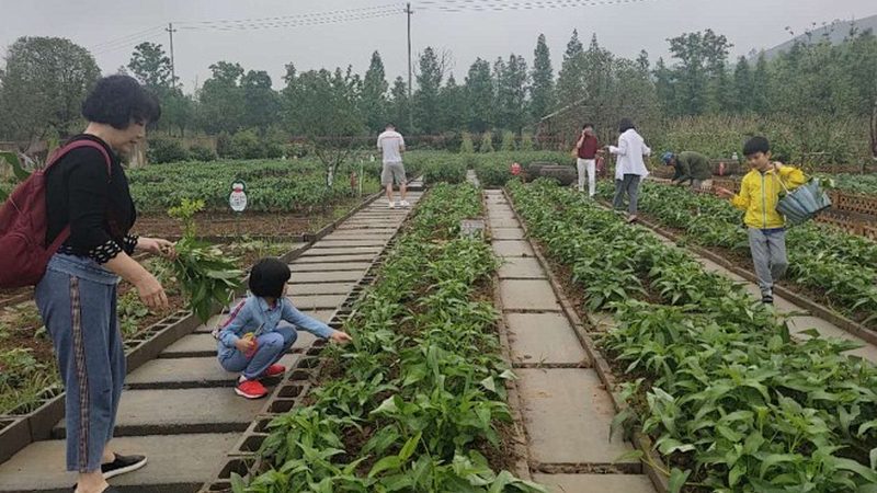 农田布局是家庭农场规划的关键环节。在规划过程中，应遵循以下原则：