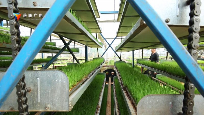 智能温控系统：大棚种植的“恒温守护者”**