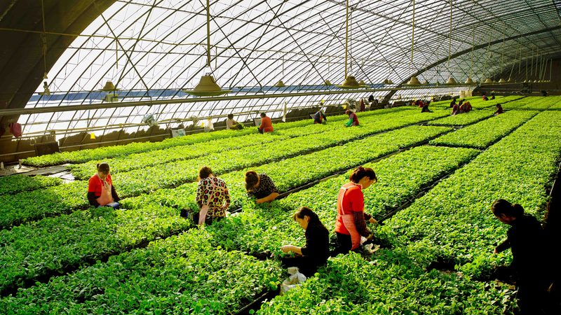 休闲农业：探寻前十强企业的成功之道