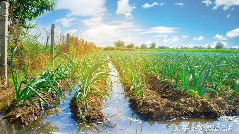绿色食品认证费用：揭秘背后的成本构成与影响因素