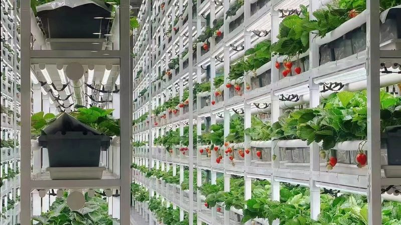 上海生鲜配送厂家报价对比